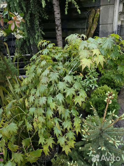 Клен Кацура