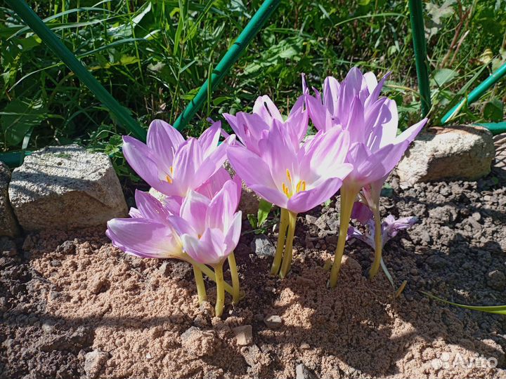 Луковицы безвременника