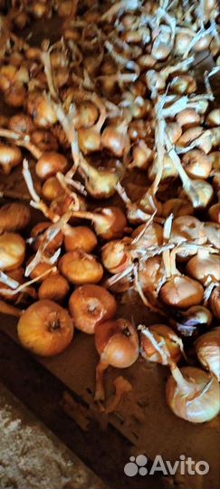 Семенной картофель гала