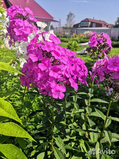 Флоксы многолетние