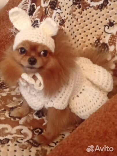 Вязаная одежда на животных.Ручная работа