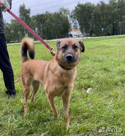 Собака в добрые руки, Кози