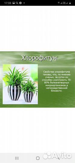 Цветы хлорофитум