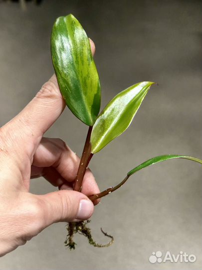 Филодендрон ред эмеральд /клубничный шейх