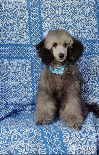 Карликовый пудель девочка