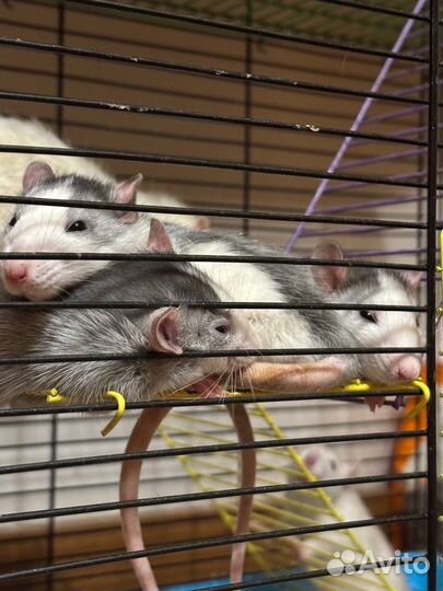 Крысы дамбо/ обычные, девочки/мальчики