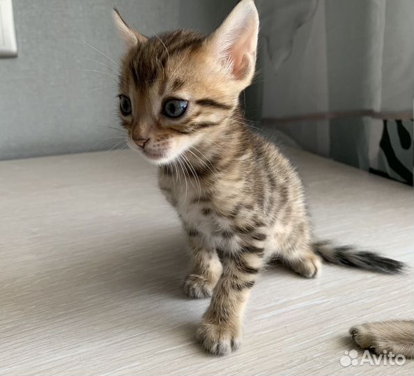 Бенгальские котята