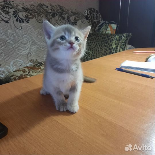 Продам котенка