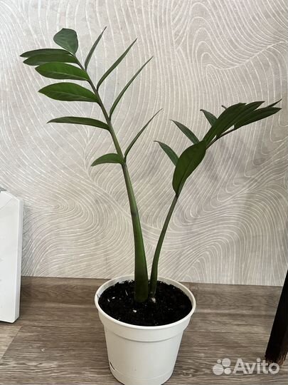 Замиокулькас