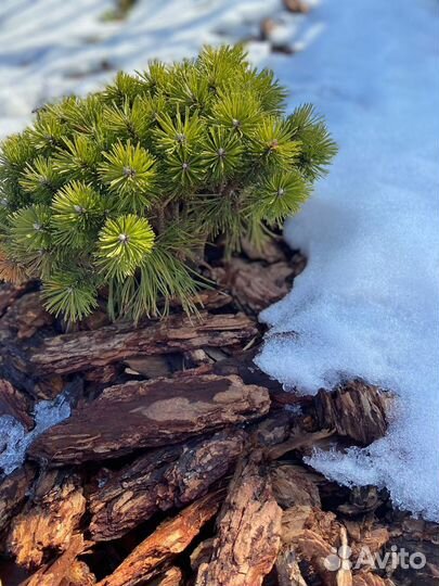 Мульча кора лиственницы