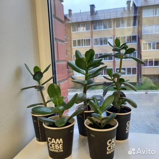 Толстянка (Денежное дерево)