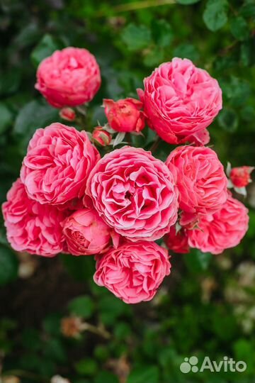 Кустовые розы в горшке