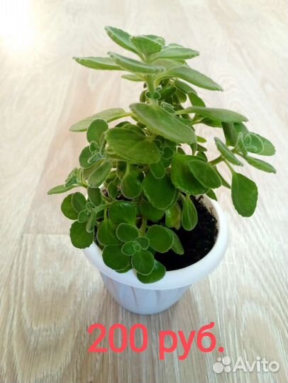 Плектрантус (мята), Алоэ, Каланхоэ лечебное