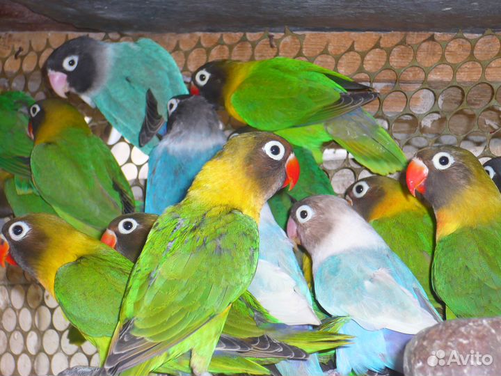 Продаются попугаи
