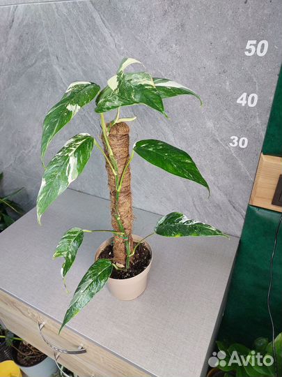 Эпипремнум амидриум