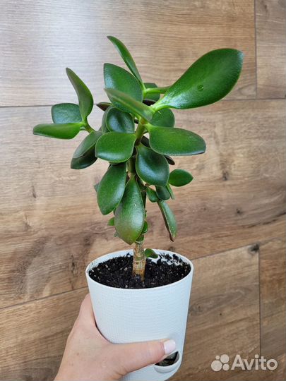 Денежное дерево