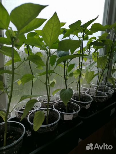 Перец болгарский рассада