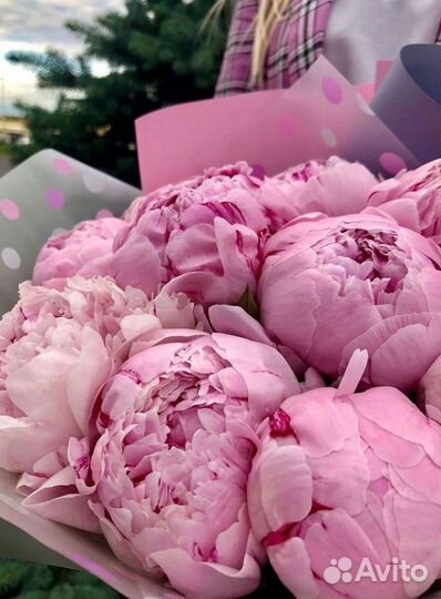 Пионы Розы Доставка