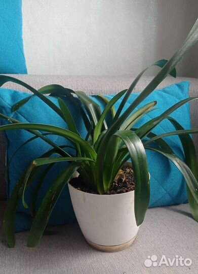 Кливия оранжевая