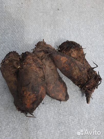 Свекла кормовая