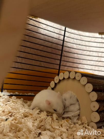 Хомячок Джунгарский ручной