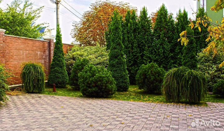 Туи западные