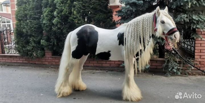 Жеребец тинкер