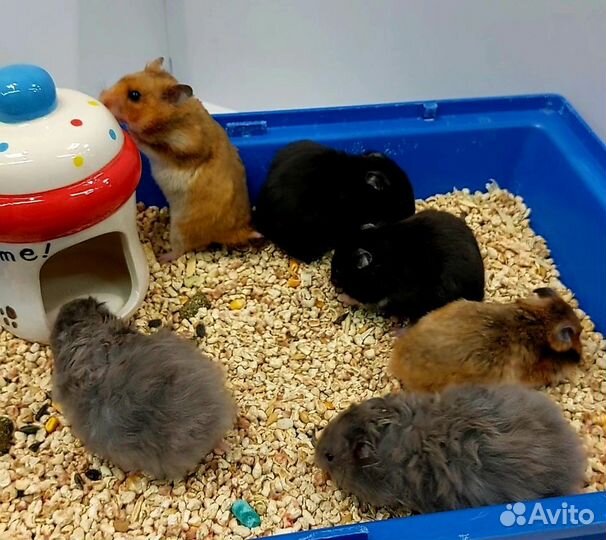 Сирийский хомяк