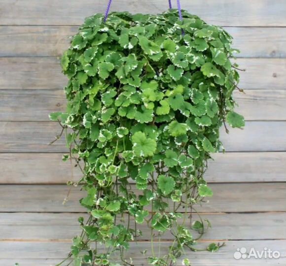 Будра и вербейник (лизимахия) ампельные