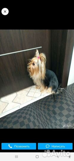 Щенок йорка