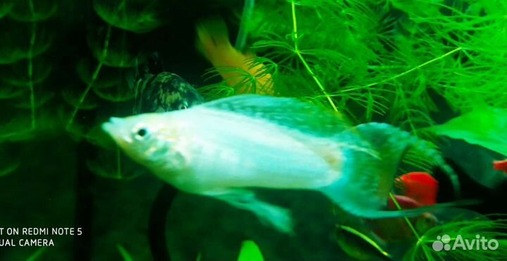 Сомики анциструсы