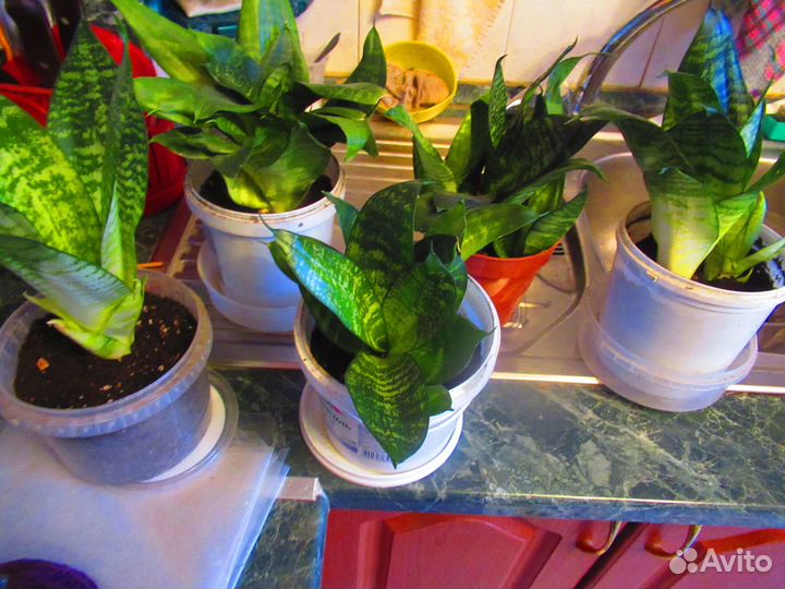Продам цветы комнатные