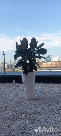 Фикус Робуста 140 см