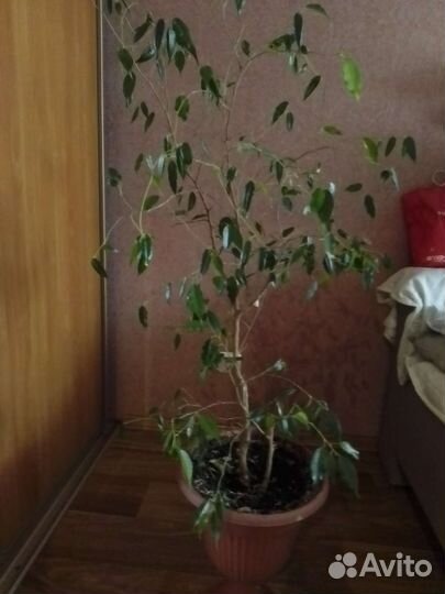 Комнатные цветы