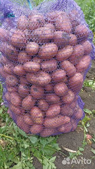 Продам картофель