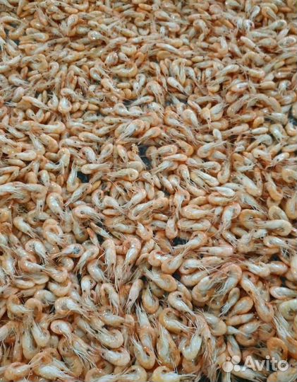 Черноморская креветка. Свежий вылов