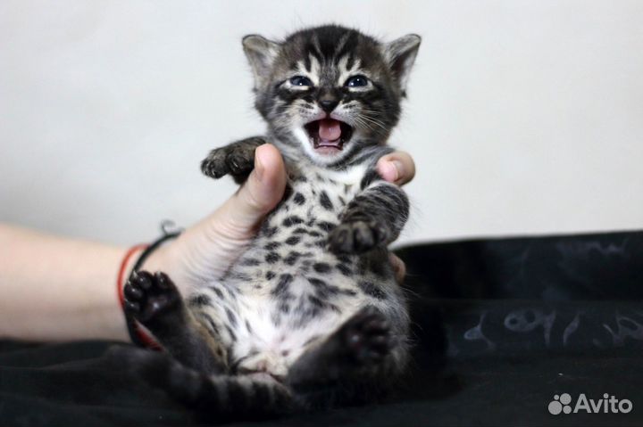 Угольные бенгальские красавчики