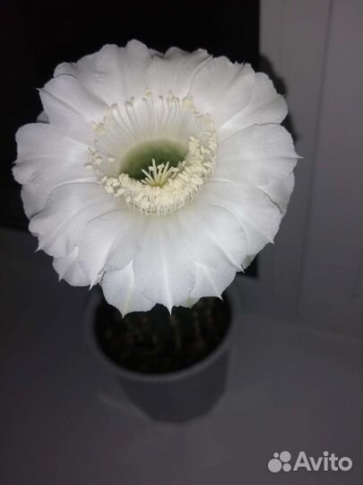 Кактусята Эхинопсис