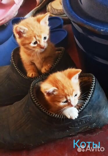 Котята в дар бесплатно