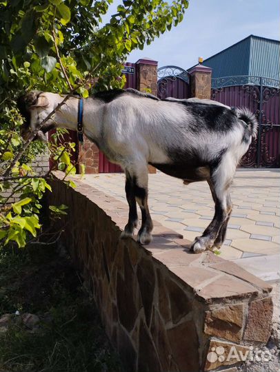 Нубийский козел