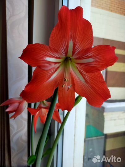 Гиппеаструм