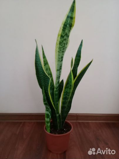 Сансевиерия большая
