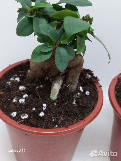 Фикус генсенг