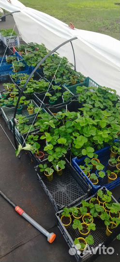 Саженцы клубники