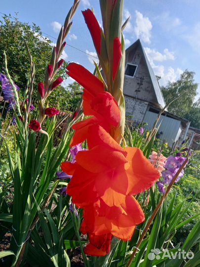 Гладиолусы луковицы