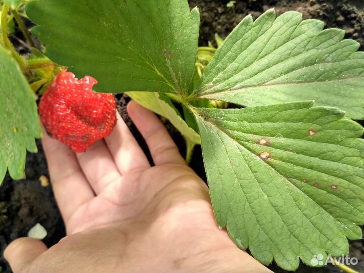 Сортовые саженцы клубники из Татарстана