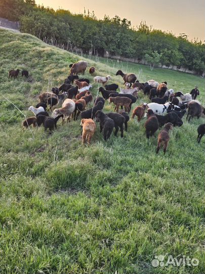 Овцы бараны матки ягнята