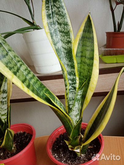 Сансевиерия сортовая