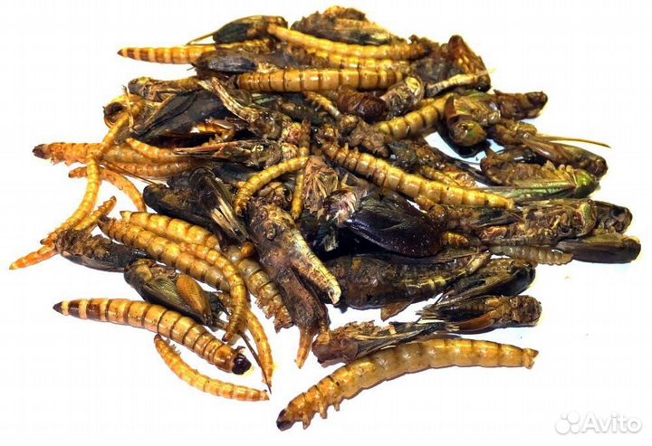 Корм для стрижей и рептилий (заморозка,живые)