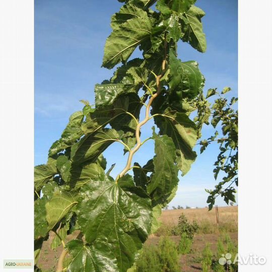 Саженцы шелковицы змеевидной (извилистой)